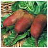 Everwilde Farms - 1 Oz Cylindra Beet Seeds - Gold