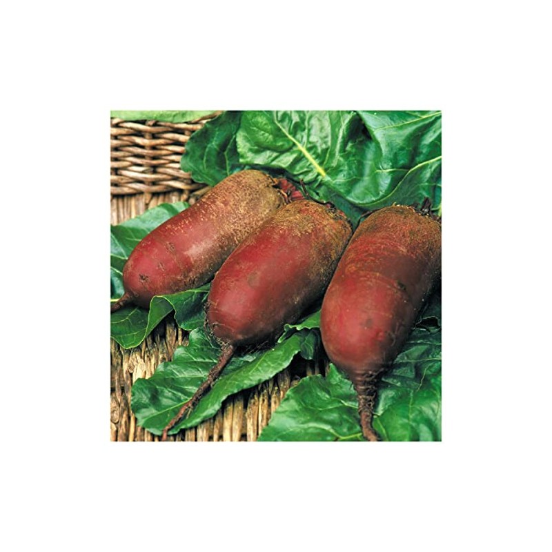 Everwilde Farms - 1 Oz Cylindra Beet Seeds - Gold