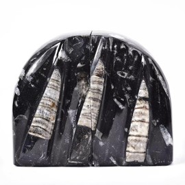 VIZYTOU Orthoceras Fossil Bookend Heavy Duty Stone Book End Decorative Book Holder 4-5 Pounds