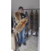 Phillips Outdoors Inc K-9 Carnage COYOTE BAIT-Trapping, Coyote, Fox