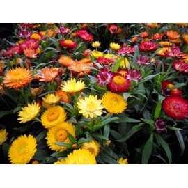 KIRA SEEDS - Seeds Strawflower Dwarf Mix - Helihrizum - Annual Flowers for Planting - GMO Free