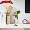 Marbrasse Desktop Glass Planter Hydroponics Vase,Planter Bulb Vase with Holder