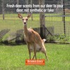 Nationwide Scents Buck Urine for Hunting | 8 oz |