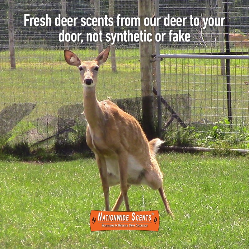 Nationwide Scents Buck Urine for Hunting | 8 oz |
