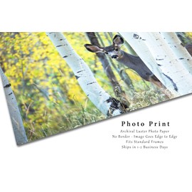Wildlife Photography Print (Not Framed) Picture of Mule Deer Hiding Behind Aspen Trees on Autumn Day at Maroon Bells Colorado Animal Wall Art Rocky Mountain Decor (8" x 10")