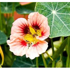 50 Pcs Nasturtium (Tropaeolum Nanum) Flower Seeds for Home Garden Decor