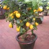 70 Seeds Lemon Trees Dwarf Lemon Bonsai. Perfume Lemon All-in-One