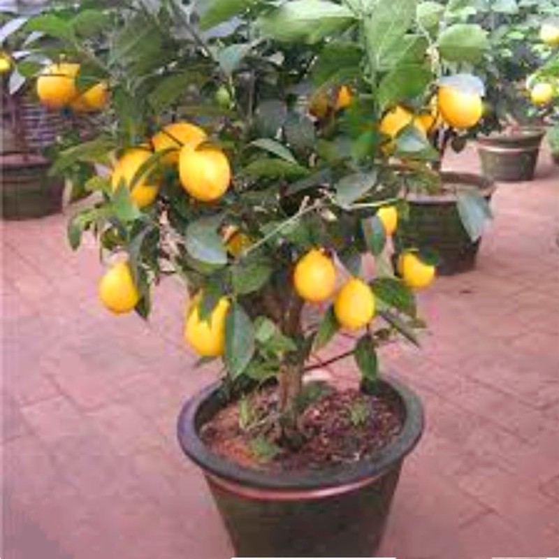 70 Seeds Lemon Trees Dwarf Lemon Bonsai. Perfume Lemon All-in-One