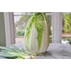 NIKA SEEDS - Seeds Vegetable Napa Cabbage Chinese Green -