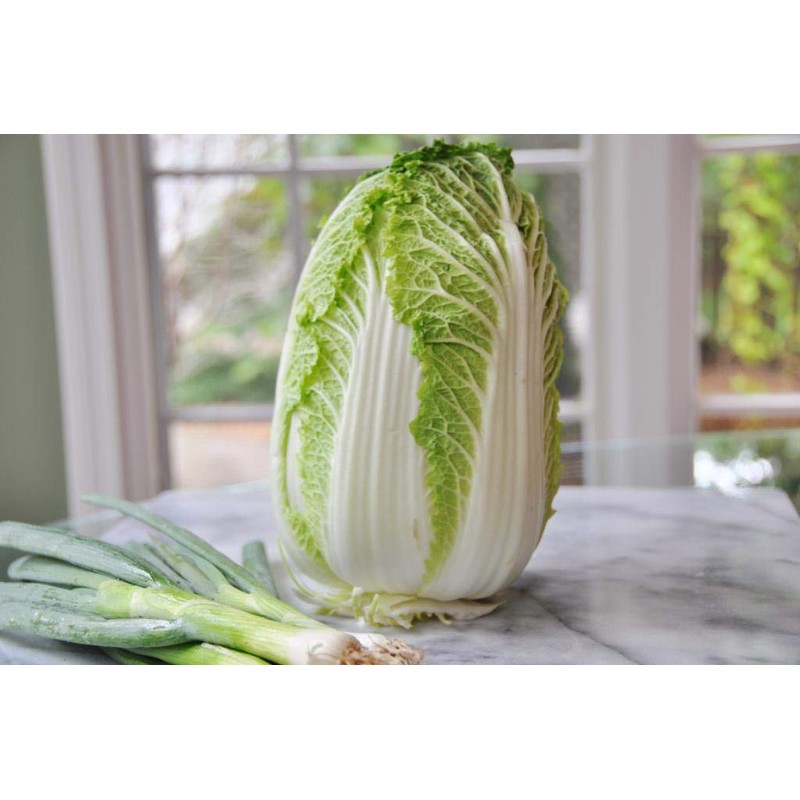 NIKA SEEDS - Seeds Vegetable Napa Cabbage Chinese Green -