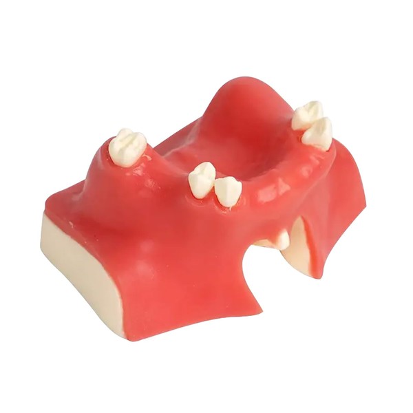 Kouyot Dental Tooth Model Teeth Typodonts Dental Implant Maxillary Sinus