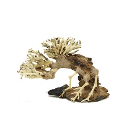 Bonsai Driftwood Small Aquarium Tree ASX Random Pick (4in H x 5in L) Natural, Handcrafted Fish Tank Decoration | Easy to Install