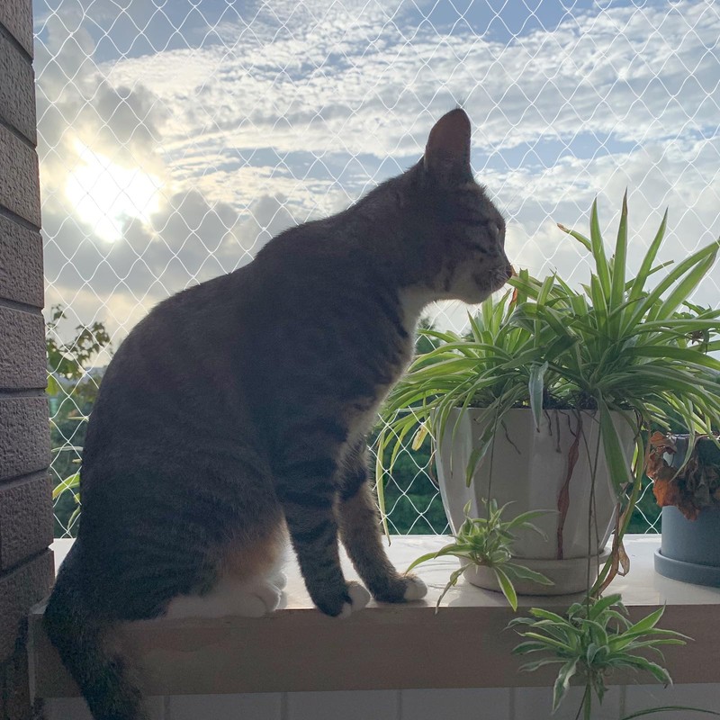 heqxwl Nylon Cat Protection Net for Balcony, No Drilling, Transparent,