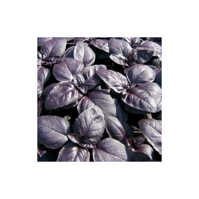 Inherited Seeds HEIRLOOM Survival Kit 3000+ seeds 18 Varieties Pack