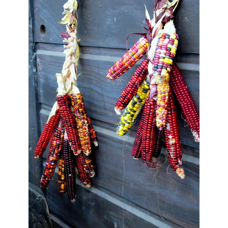 TomorrowSeeds - Fiesta Ornamental Corn Seeds (Treated Seed) - 1/2