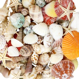 WEOXPR Mixed Sea Shells, 100+ Pcs Beach Seashells Starfish, Various Sizes Ocean Seashells for Fish Tank Vase Fillers, Beach Theme Party Wedding Decor, Candle Making, DIY Crafts