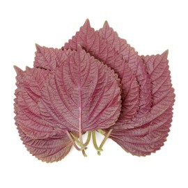 1500 Seeds - Vietnamese Perilla Seeds (Perilla Frutescens) | Shiso Tía Tô Seeds Wild Vietnamese Basil or Purple Perilla Purple Mint Seeds | for Home Vegetable Gardens - The Rike