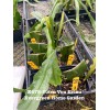 Cactus Rooted Epiphyllum Orchid Cactus “Stern Von Erlau”Growing In 4”