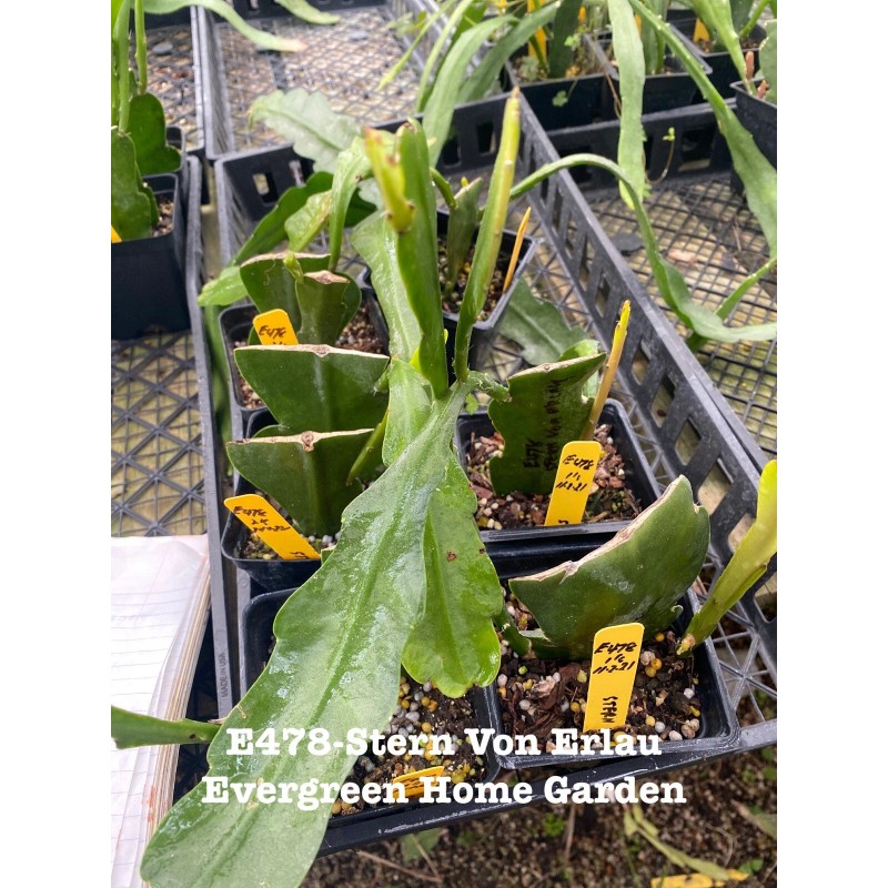 Cactus Rooted Epiphyllum Orchid Cactus “Stern Von Erlau”Growing In 4”