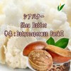 Shea Butter G [Beauty Cream] [Handmade Cosmetics Material] [Handmade Soap