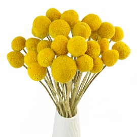 TooGet 30Pcs Natural Craspedia Dried Flowers Yellow Billy Buttons Balls Bouquet Bundles, Real Freshly Harvested Dry Plant Bunch Arrangements Decorate for Home Crafts, Party, Wedding, Store