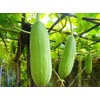 Unique Luffa Seeds Sponge Gourd 10+ Seeds for Planting Non-GMO