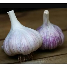 Whole Garlic Bulbs – Huge Non-GMO Bulbs for Fall Planting or Flavoring Dishes – Ready for Planting or Eating – (8 Bulb)
