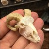 Wixine 1Pcs Aquarium Resin Sheep Head Skull Fish Tank Ornament