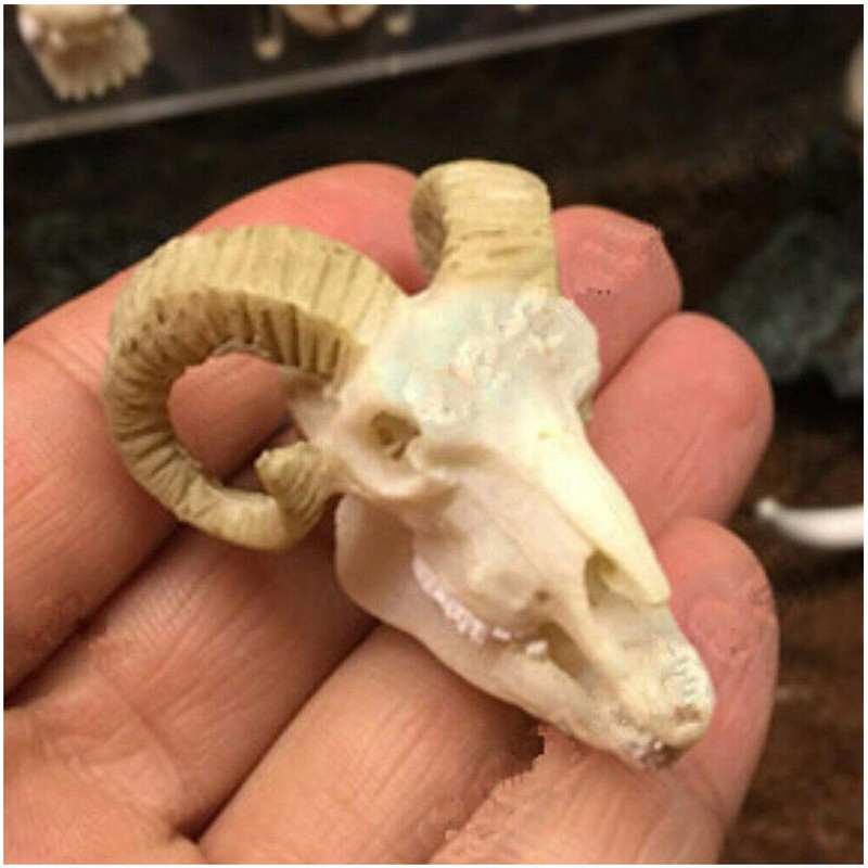 Wixine 1Pcs Aquarium Resin Sheep Head Skull Fish Tank Ornament