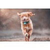 Orbiloc Men Orbiloc Dog Dual Flashing Solid Safety LED Light