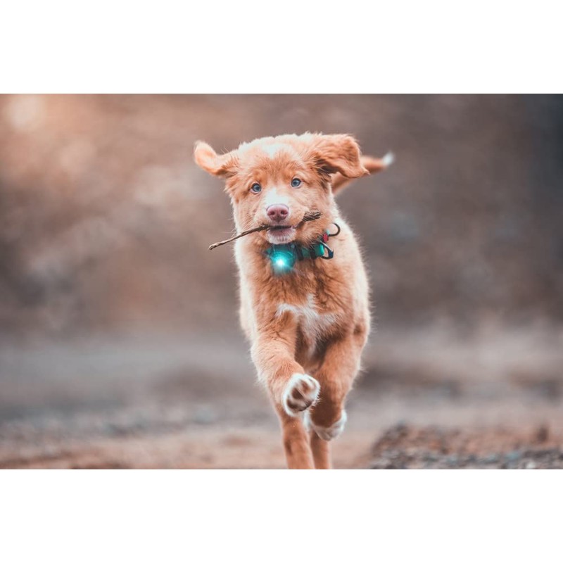 Orbiloc Men Orbiloc Dog Dual Flashing Solid Safety LED Light