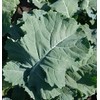 David's Garden Seeds Kale Premier 200 Non-GMO, Heirloom Seeds