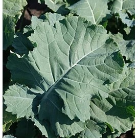David's Garden Seeds Kale Premier 200 Non-GMO, Heirloom Seeds