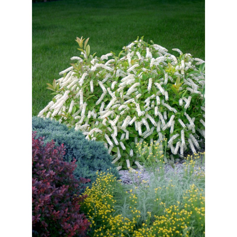 Proven Winners - Itea virginica Little Henry (Sweetspire) Shrub, ,