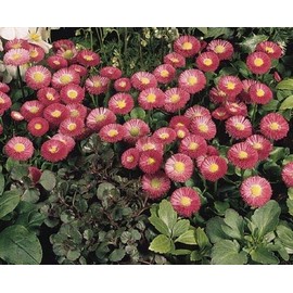 25 Seeds Pelleted Seeds Bellis Speedstar Rose English Daisy edlcy (Seeds)