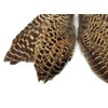 1 Pair - Natural Ringneck Pheasant Hen Whole Wing Feather