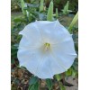 Born2Bloom Bag of Seeds .015 Oz. Moon Flower Shrub White
