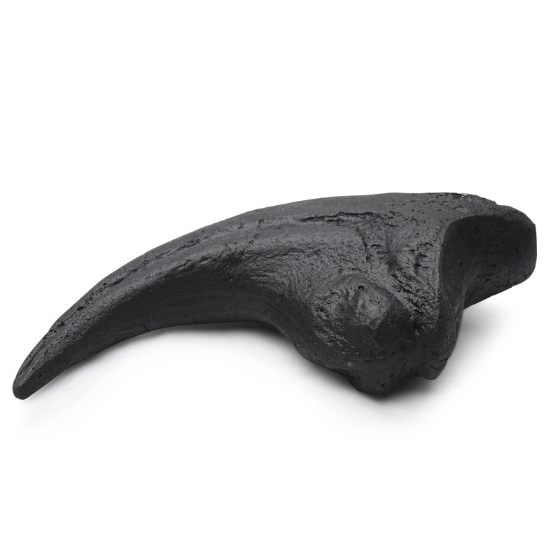 Fossilized Teeth and Claws of Various Prehistoric Dinosaurs, Megalodon Shark