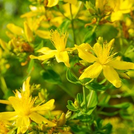 Outsidepride Perennial Hypericum Perforatum St. John's Wort Yellow Garden Flowers - 1000 Seeds