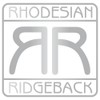 Rhodesian Ridgeback Sticker for Car, Motorcycle, Trailer, Signs, Windows, Size