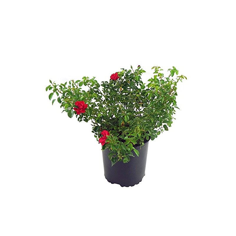 Live Plant from Green Promise Farms Flower Carpet Roses ROSA