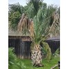 Fresh Texas Sabal Palm Tree Seeds Cold Hearty Fresh And