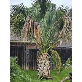 Fresh Texas Sabal Palm Tree Seeds  Cold Hearty Fresh And Fast Easy Growing Qty 30