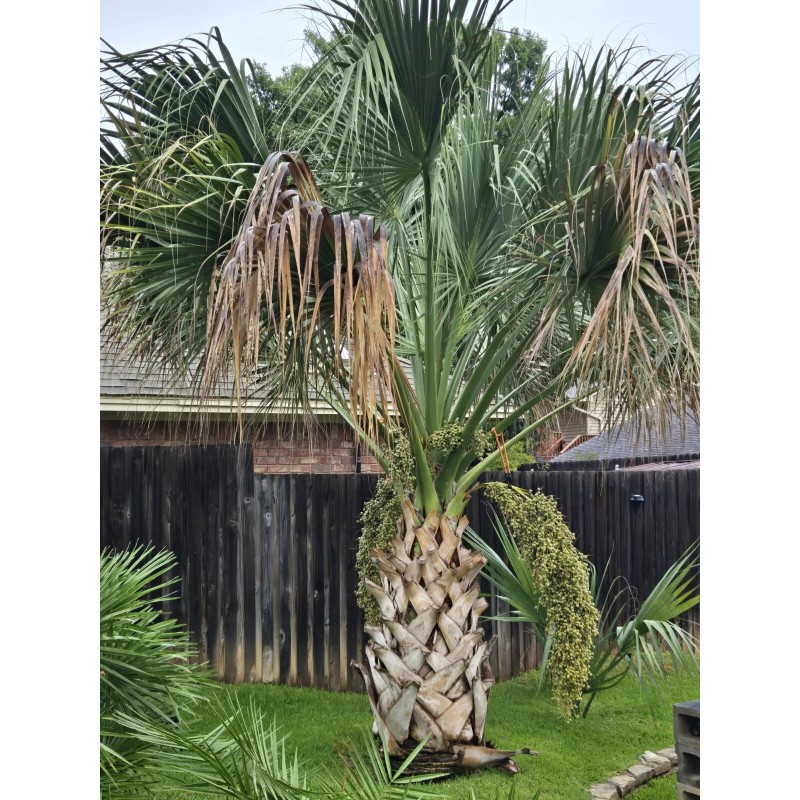 Fresh Texas Sabal Palm Tree Seeds Cold Hearty Fresh And