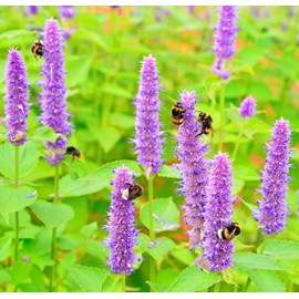 Earthcare Seeds Hyssop Purple Giant 2000 Seeds (Agastache Rugosa) Heirloom - Open Pollinated