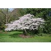 Live Akebono Cherry Blossom Tree (6''-10'' Tall) - Cherry Blossom
