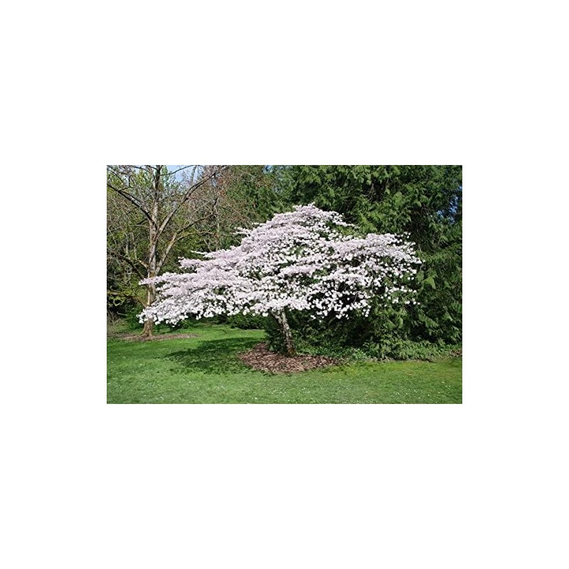 Live Akebono Cherry Blossom Tree (6''-10'' Tall) - Cherry Blossom