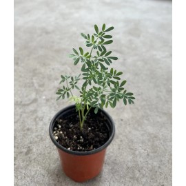 Rue Common Rue Plant 7” With Pot Ruta graveolens Herb of Grace Ready To Plant