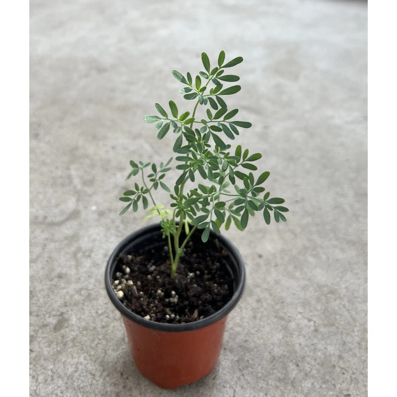 Rue Common Rue Plant 7” With Pot Ruta graveolens Herb