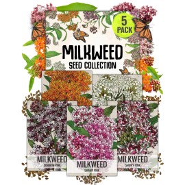 Seed Needs Milkweed Seed Packet Collection by Seed Needs - 5 Individual Asclepias Packets